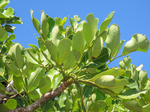 Polyscias maraisiana, photograph 5