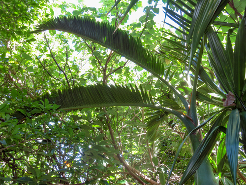 Hyophorbe lagenicaulis