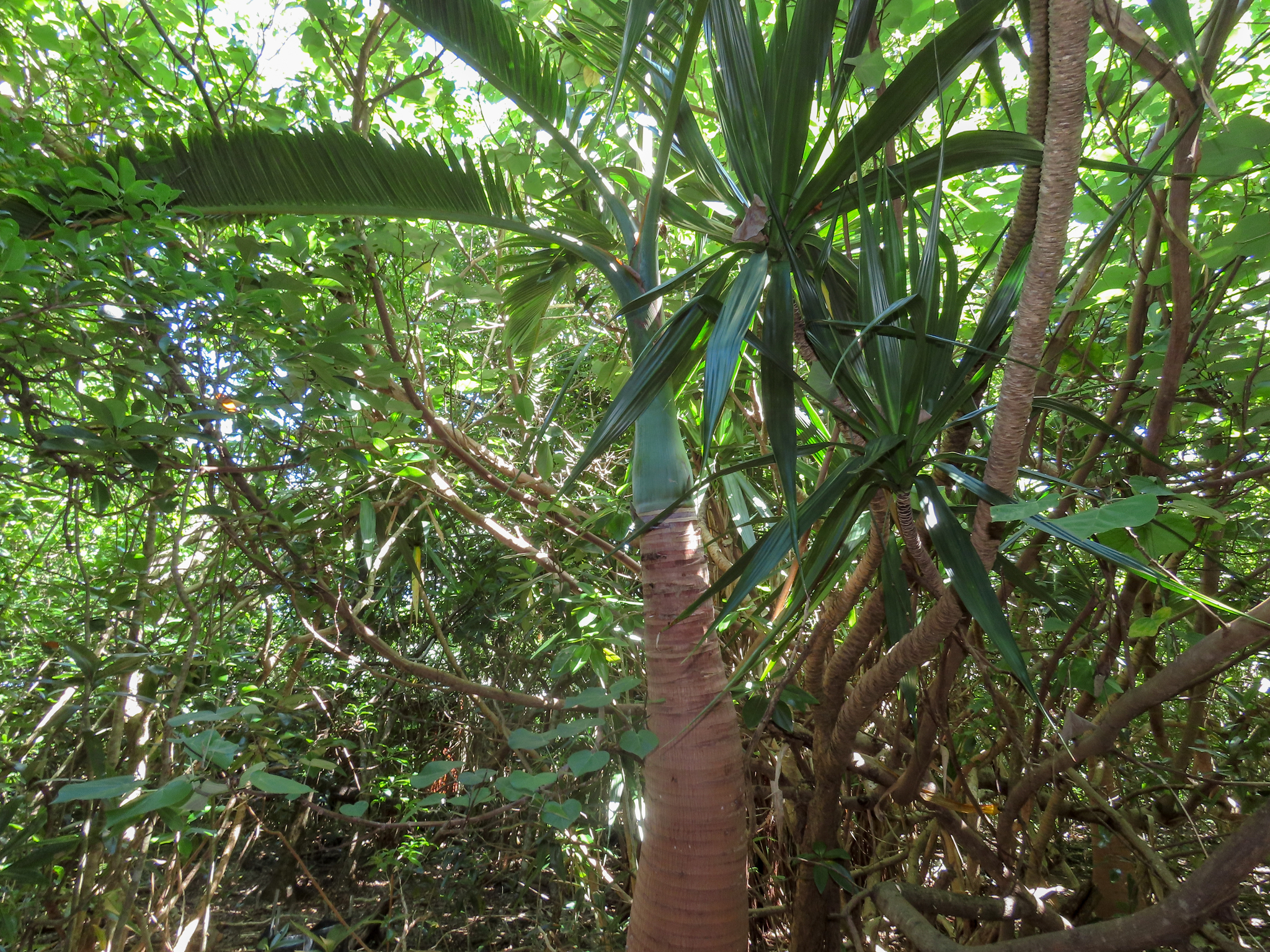 Imagem de Palmeira-garrafa