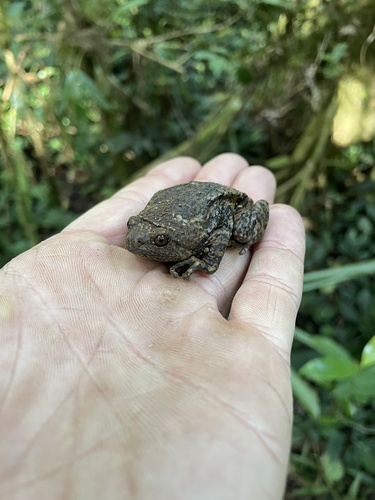 Kaloula baleata