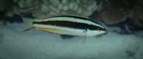 Torpedo wrasse (Pseudocoris heteroptera) — Labridae