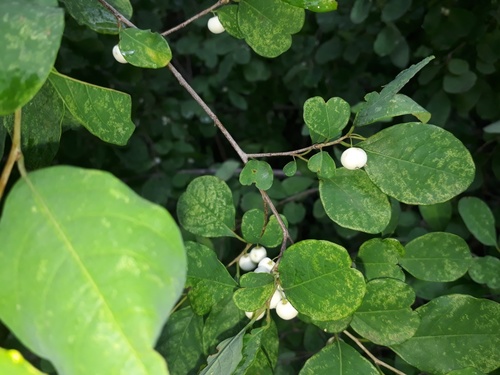 snowberrytree