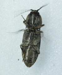 Cardiophorus