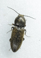 Cardiophorus