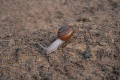 Helminthoglypta phlyctaena