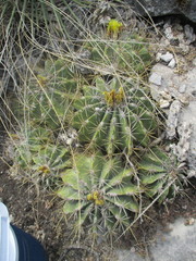 Ferocactus echidne