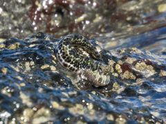Lemuria Rockskipper photo 4