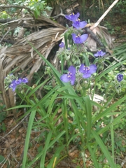 Tradescantia
