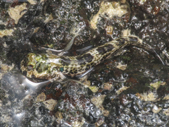 Lemuria Rockskipper photo 3