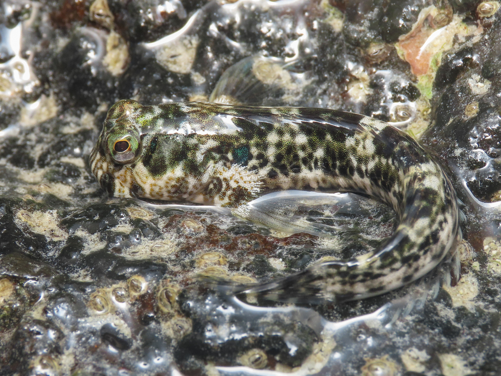 Lemuria rockskipper (Entomacrodus lemuria) — Blenniidae