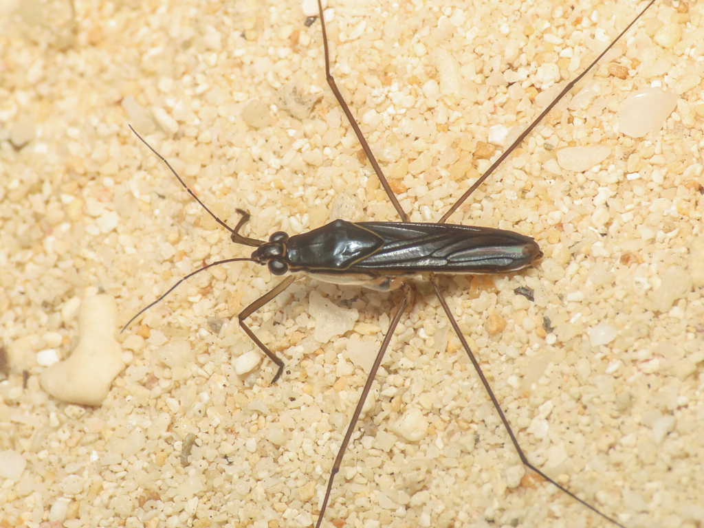 Limnogonus cereiventris