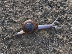 Helminthoglypta phlyctaena