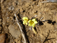 Oxalis pes-caprae sericea