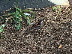 Passer domesticus