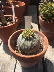 Euphorbia obesa