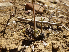 Oxalis pes-caprae sericea