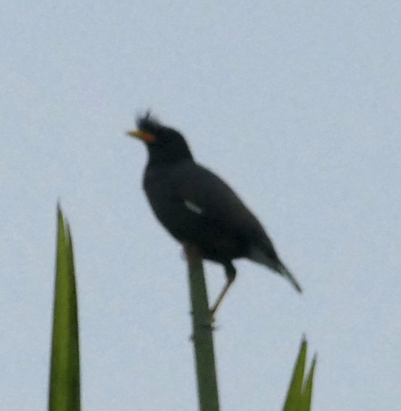 Great Myna
