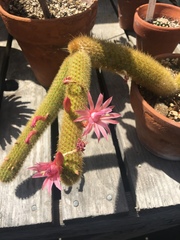 Cleistocactus colademononis