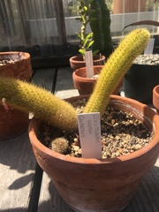 Cleistocactus colademononis