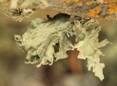 Ramalina canariensis