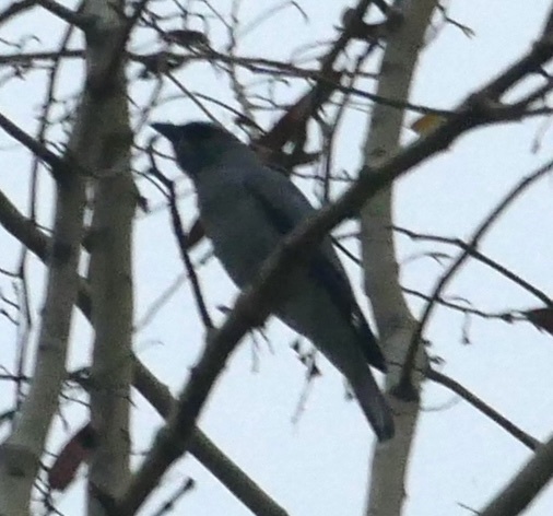 Oriental Cuckooshrike