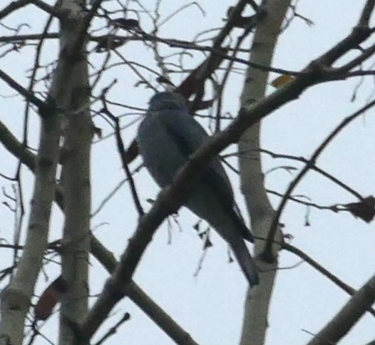 Oriental Cuckooshrike