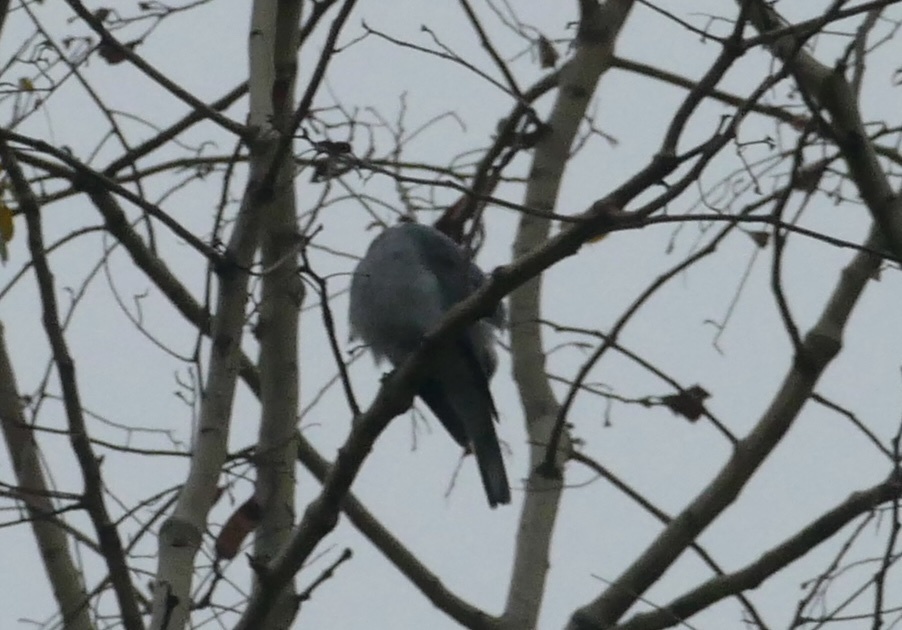 Oriental Cuckooshrike
