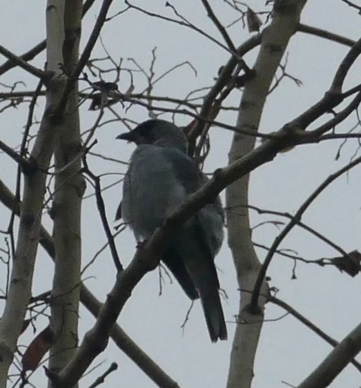 Oriental Cuckooshrike