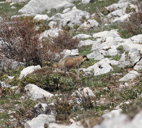 Southwest Asian Badger, Akseki/Antalya, Turkiet, photo 10 of 10