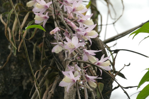 Hooded orchid (Dendrobium aphyllum)