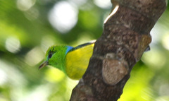 Chlorophonia cyanea