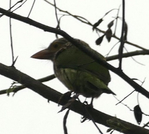 Lineated Barbet
