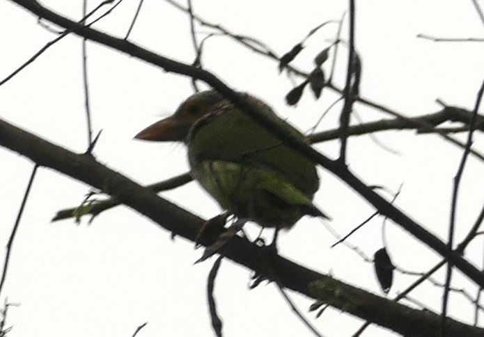 Lineated Barbet