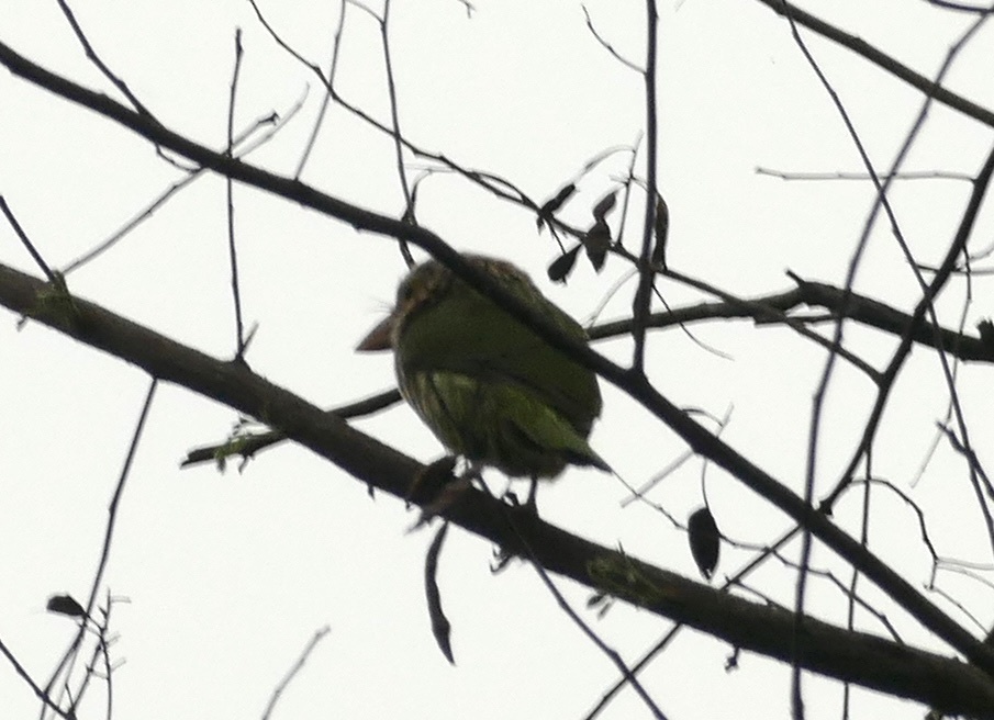 Lineated Barbet
