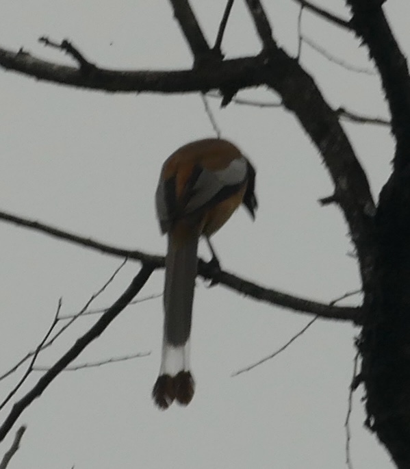 Rufous Treepie