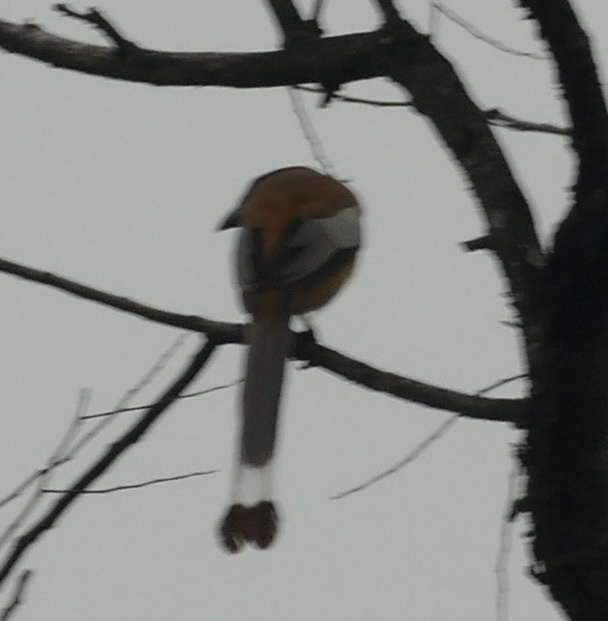 Rufous Treepie