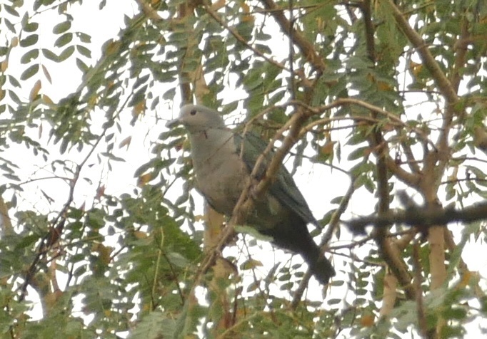 Green Imperial Pigeon