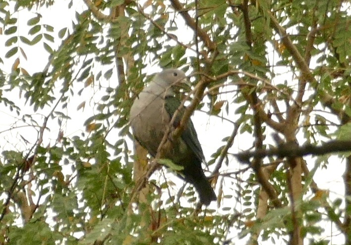 Green Imperial Pigeon