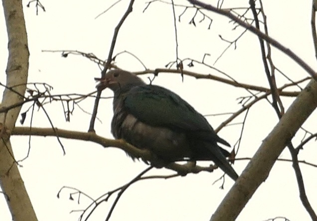 Green Imperial Pigeon