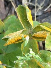 Puccinia oxalidis
