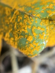 Puccinia oxalidis