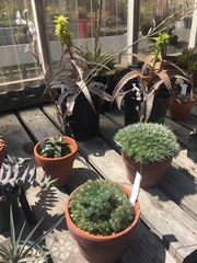 Haworthia cooperi
