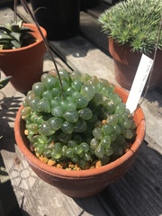 Haworthia cooperi