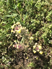 Triphysaria eriantha