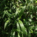 Setaria plicata - Photo (c) Jan Ho,  זכויות יוצרים חלקיות (CC BY-NC), הועלה על ידי Jan Ho