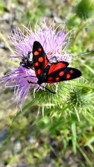 Zygaena ephialtes