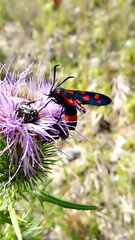 Zygaena ephialtes
