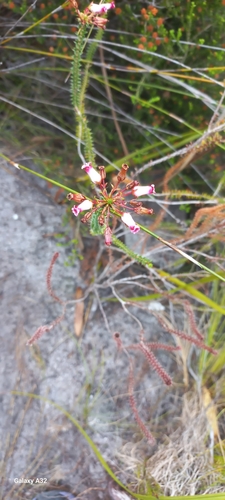 Image of Erica retorta by (c) Adele SL, some rights reserved (CC BY)