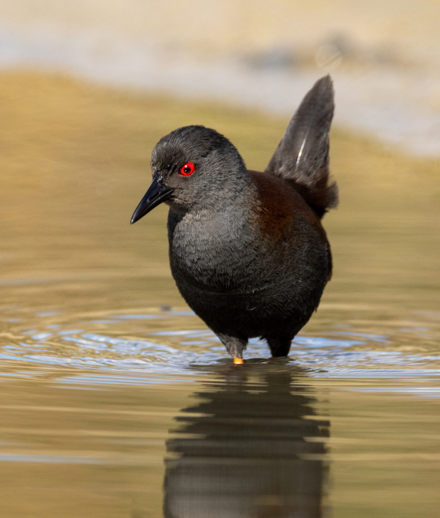 Spotless Crake from Adelaide SA, Australia on May 4, 2024 at 03:00 PM ...