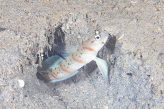 Amblyeleotris arcupinna